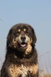 DOGUE DU TIBET 203